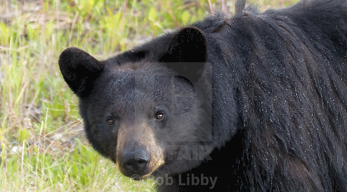 "Black Bear" stock image