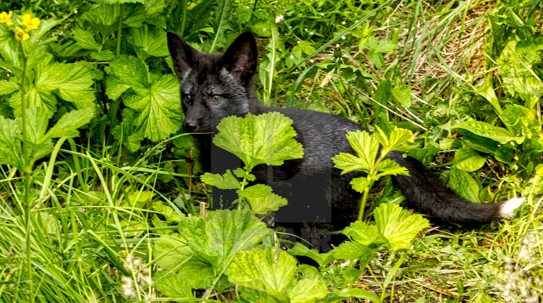 "Silver Fox" stock image