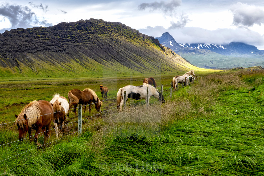 "Icelandic Horse" stock image