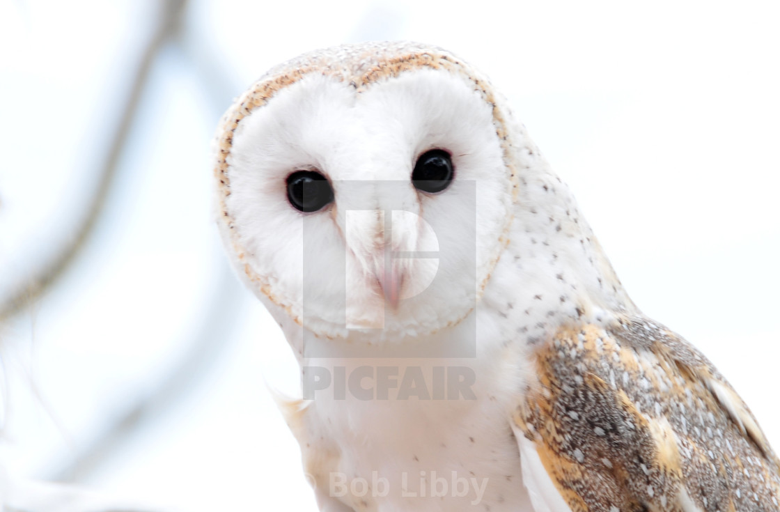"Barn Owl" stock image