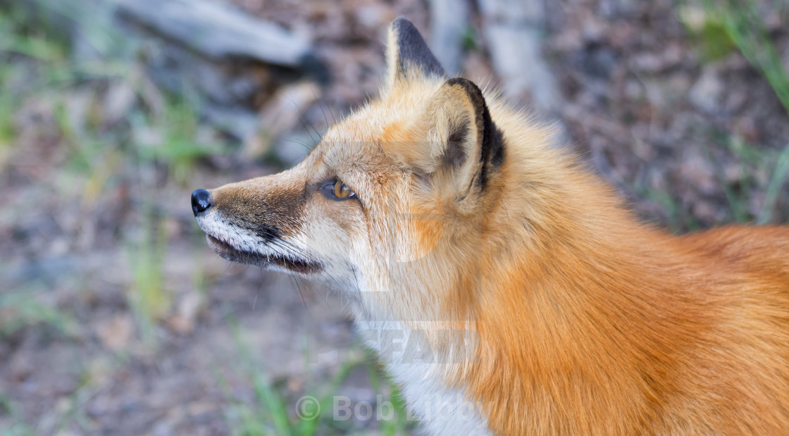 "Red Fox" stock image