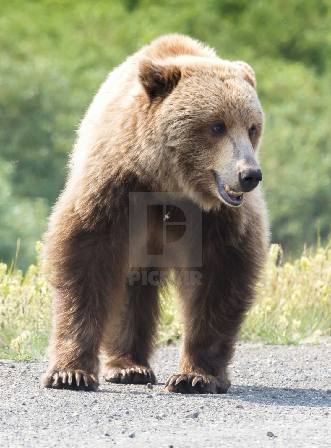 "Yukon Blond" stock image