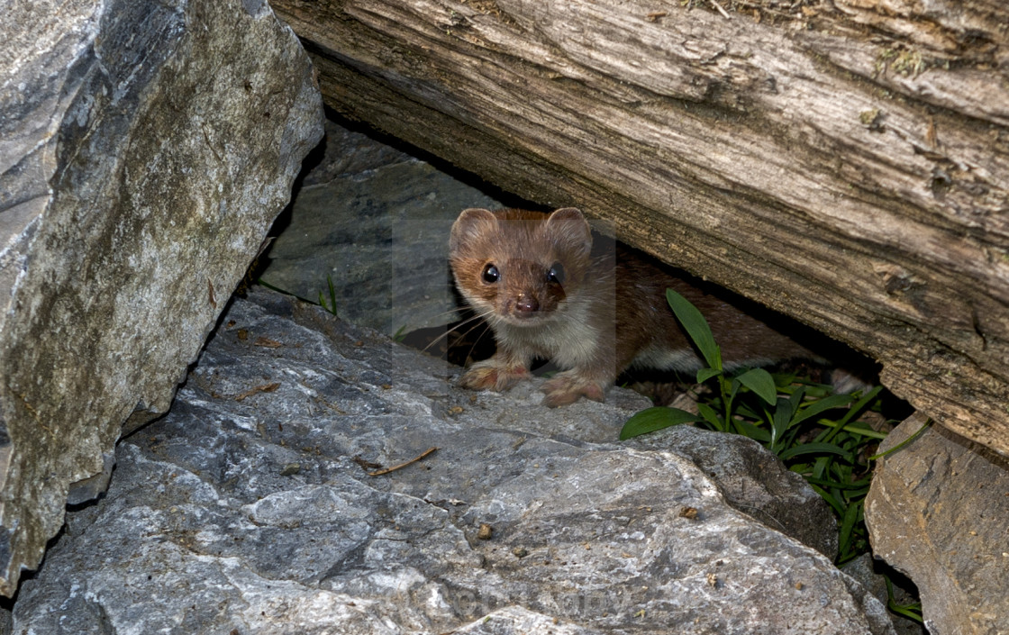 "Weasel" stock image