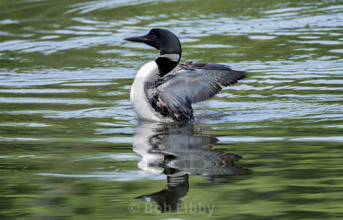 "Loon Reflection" stock image