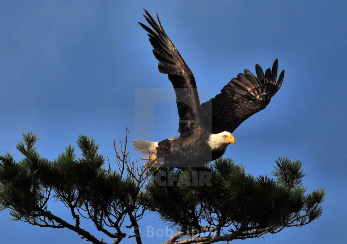 "American Bald Eagle" stock image