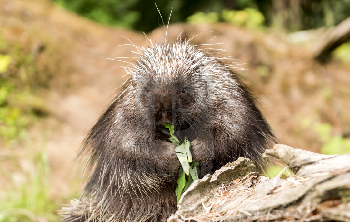 "Porcupine" stock image