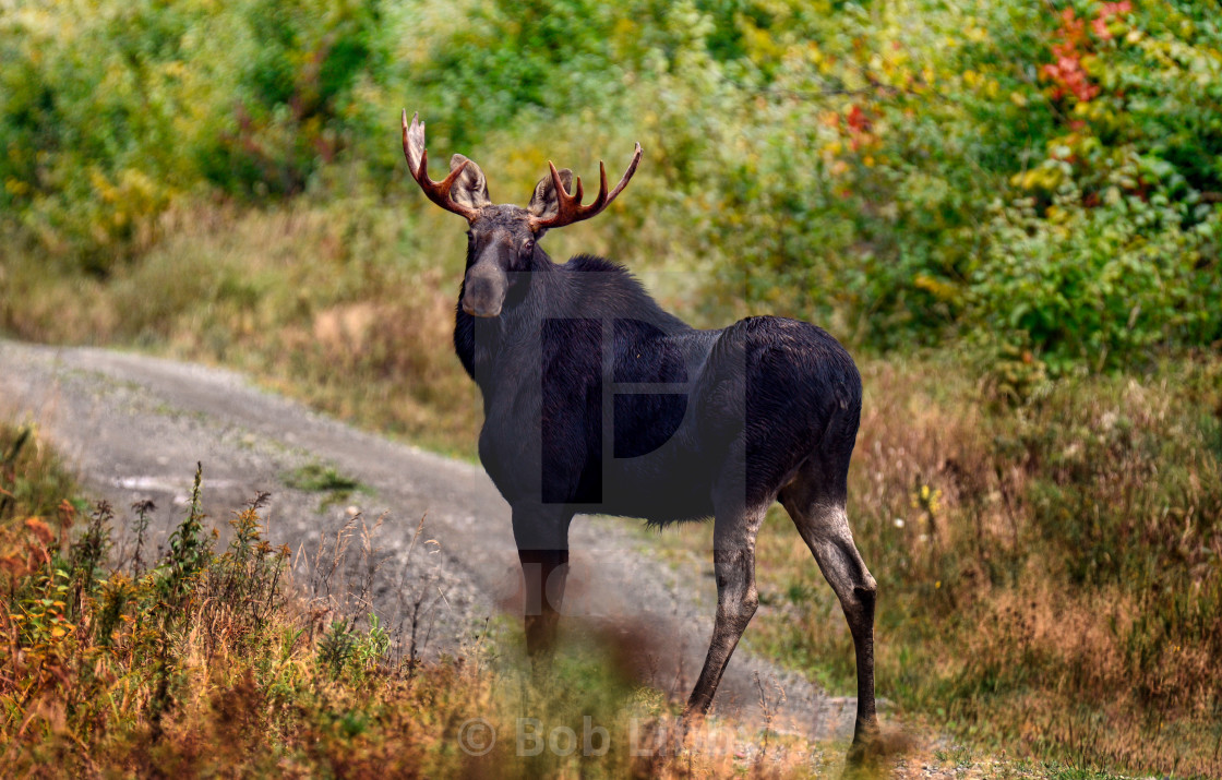 "Bull Moose" stock image