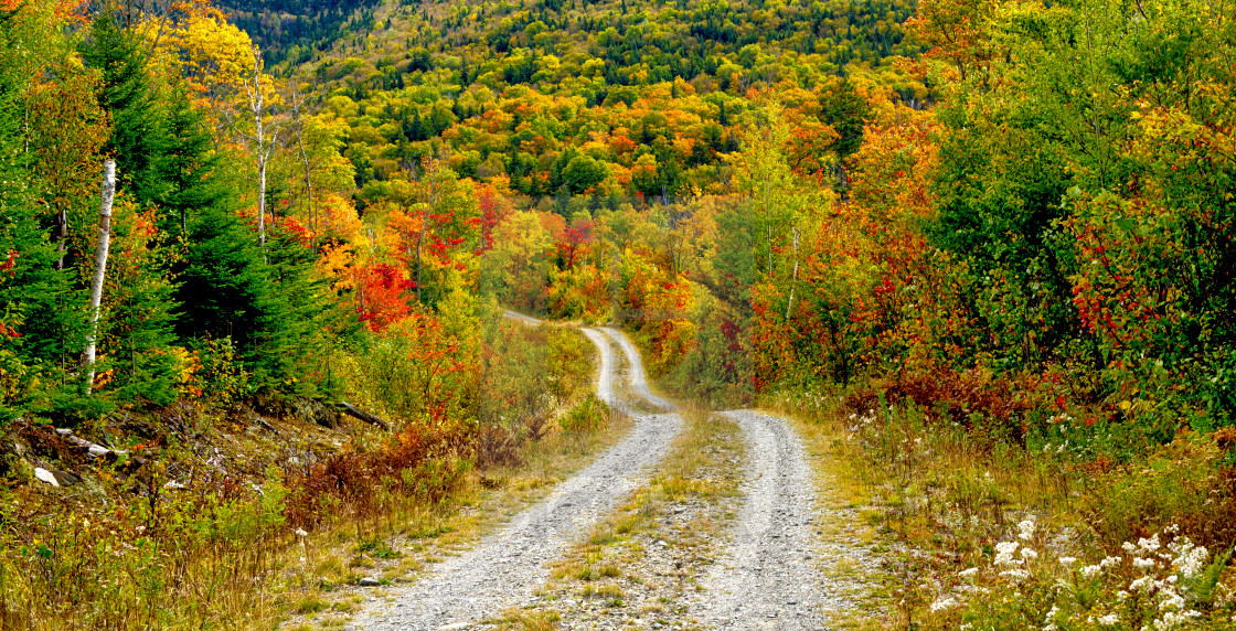 "Maine Woods" stock image