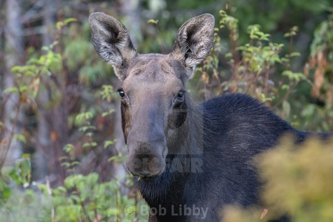 "Maine Cow Moose" stock image