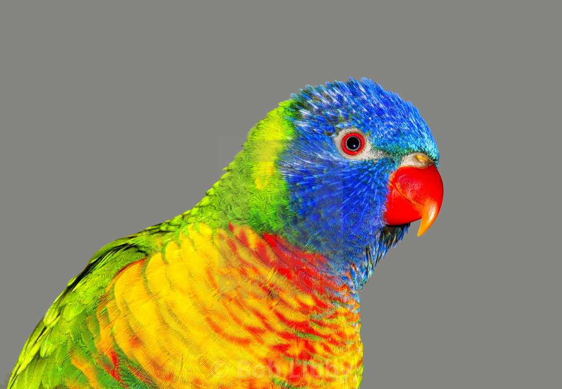 "Rainbow Lorikeet" stock image