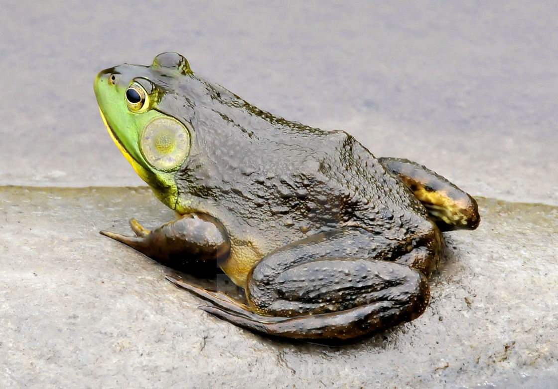 "Maine Bullfrog" stock image