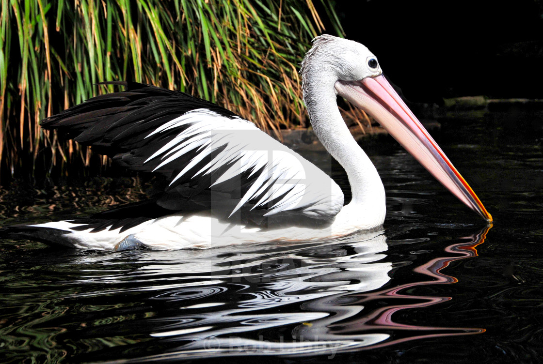 "Australian Pelican" stock image