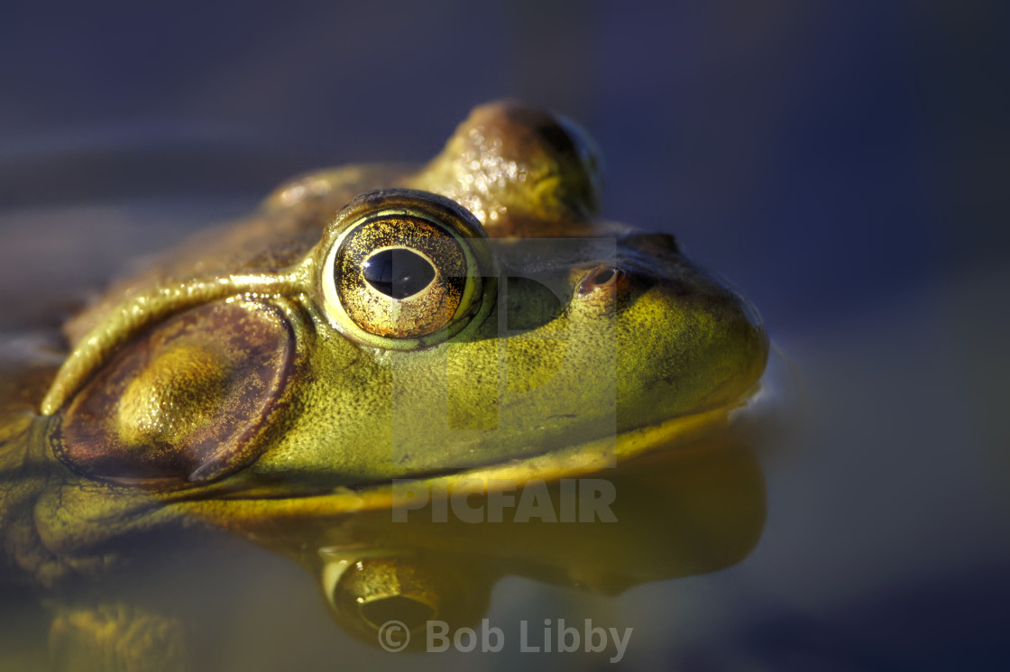 "Maine Bullfrog" stock image
