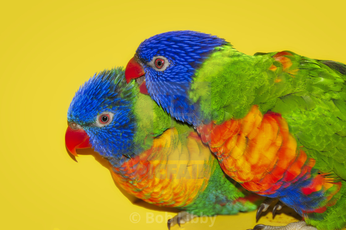 "Two Rainbow Lorikeets" stock image