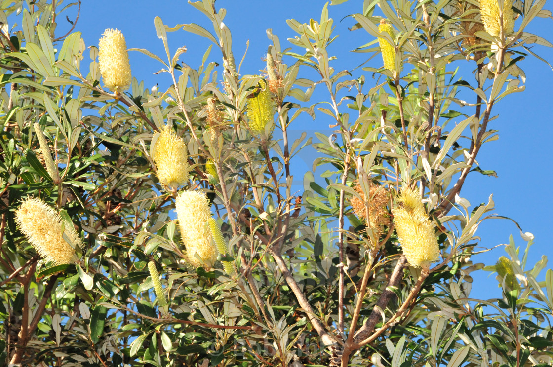 "Banksia" stock image