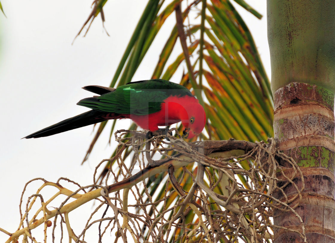 "King Parrot" stock image