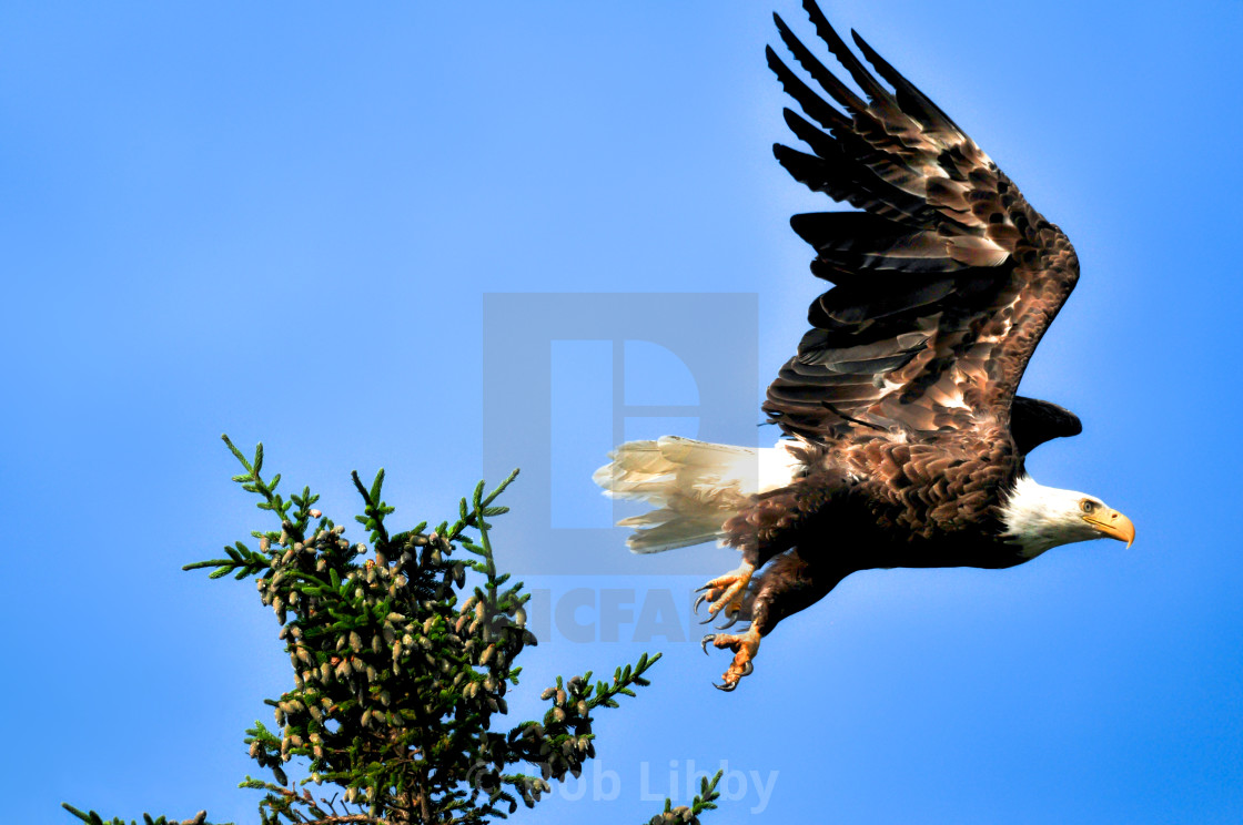 "Flying Eagle" stock image