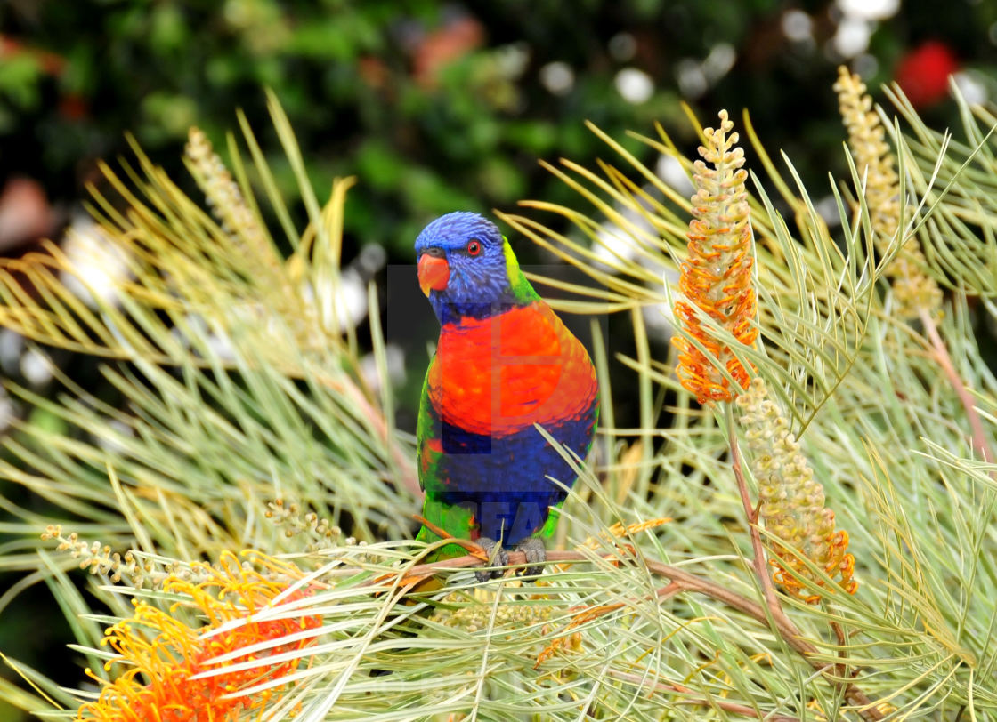 "Rainbow Lorikeet" stock image