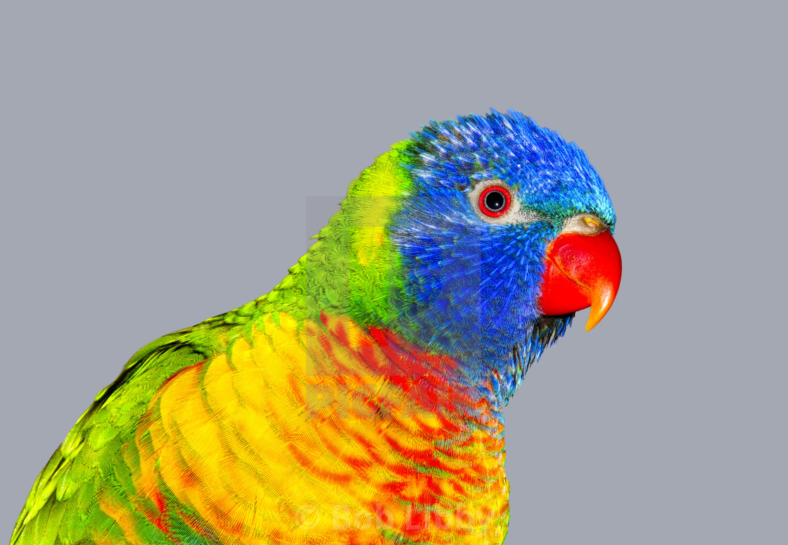 "Rainbow Lorikeet" stock image