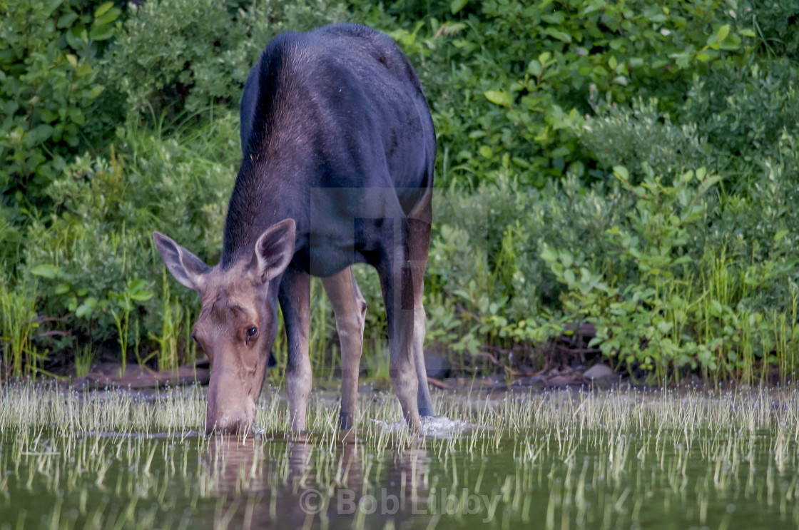 "Moose Feeding" stock image