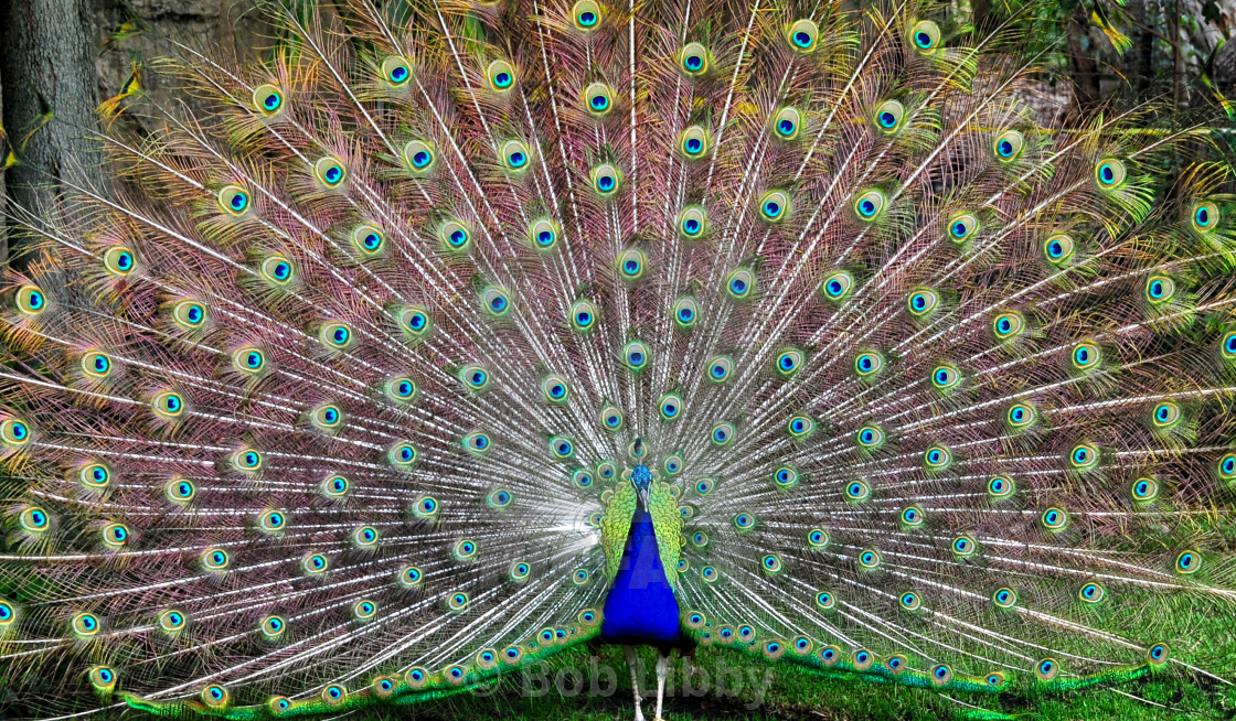 "Peacock" stock image