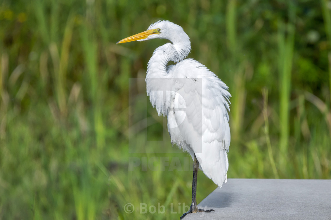 "Great White Egret" stock image