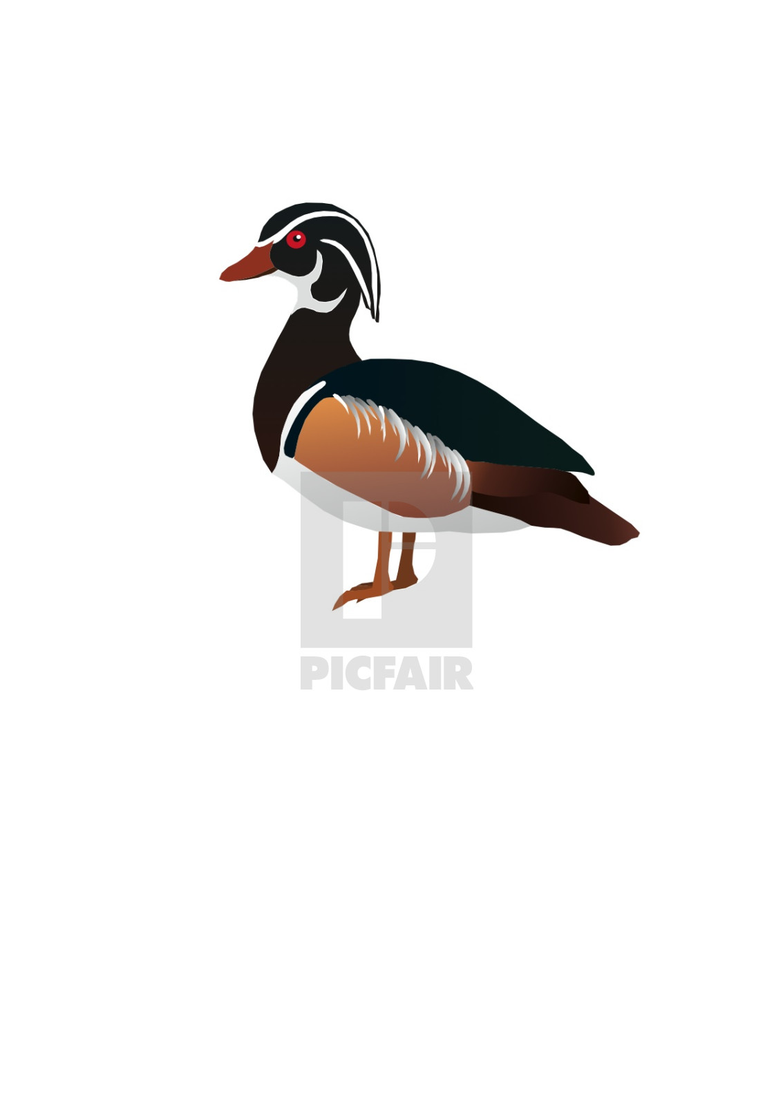 "Wood Duck Koolamooloo" stock image