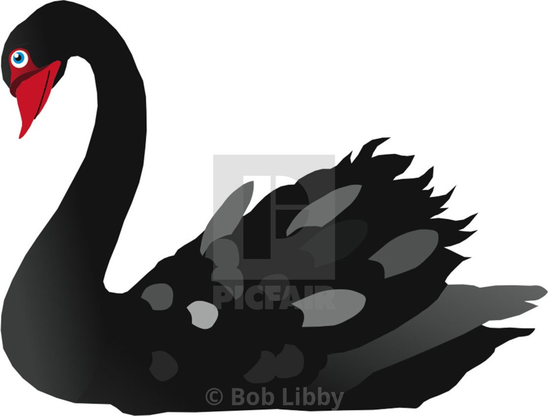 "Black Swan Koolamooloo" stock image