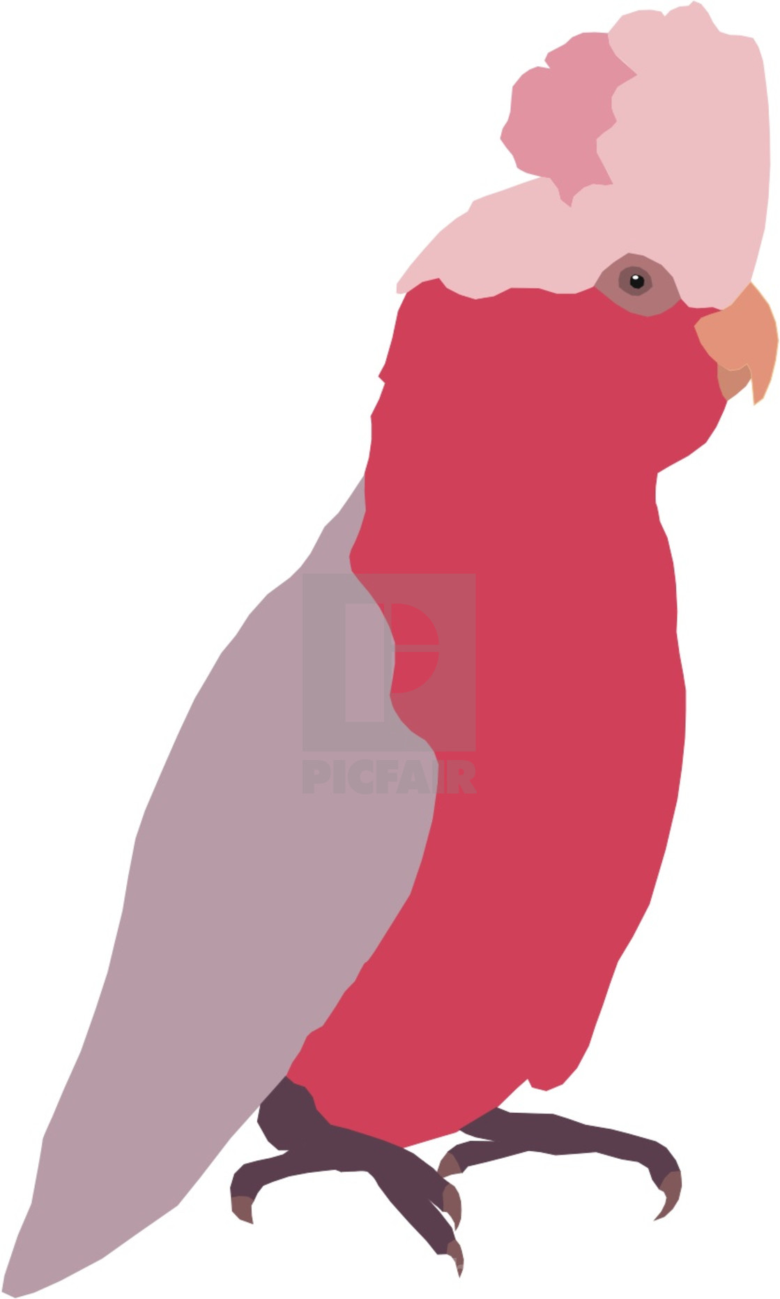 "Galah Koolamooloo" stock image