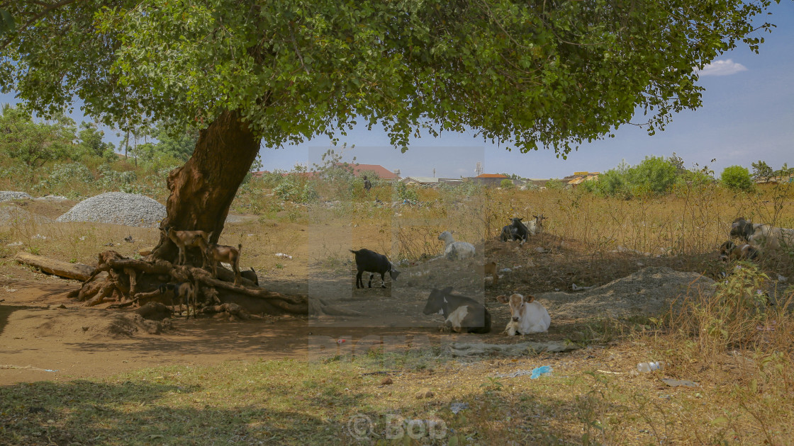Animals shelter under tree . - License, download or print for £ | Photos | Picfair Animals shelter under tree . - License, download or print for £ | Photos | Picfair