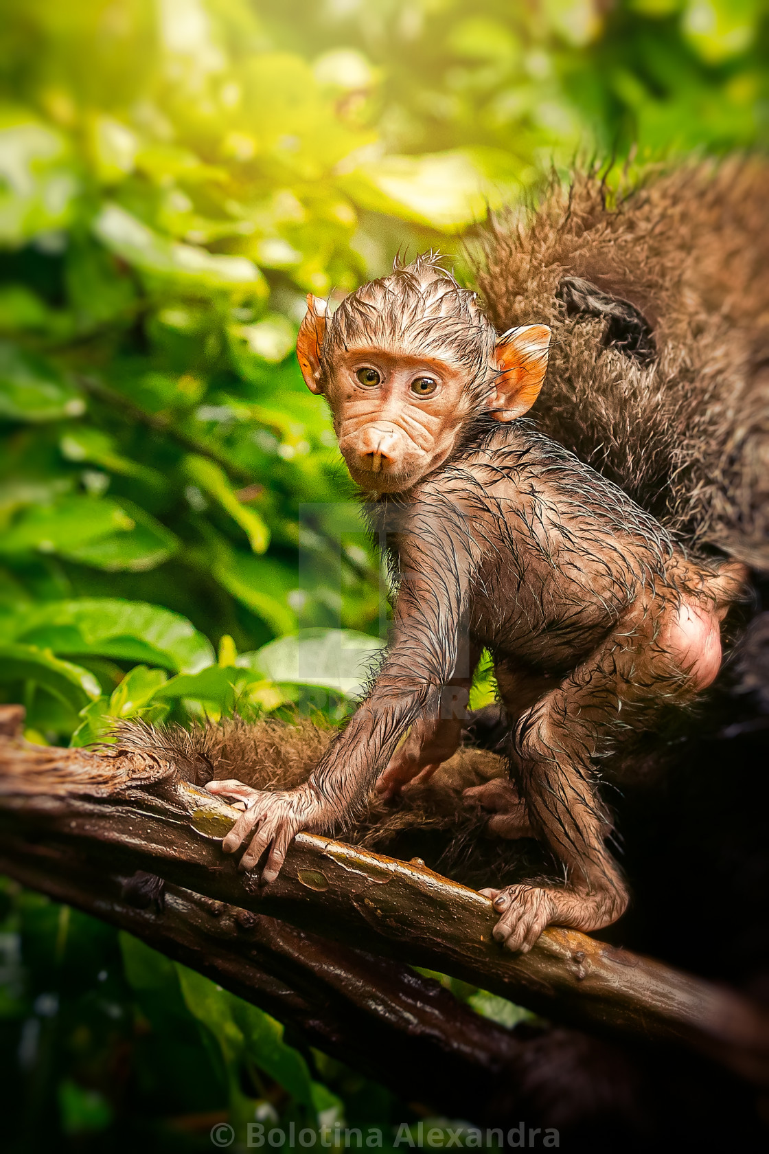 Funny Monkey - License, download or print for £ | Photos | Picfair Funny Monkey - License, download or print for £ | Photos | Picfair