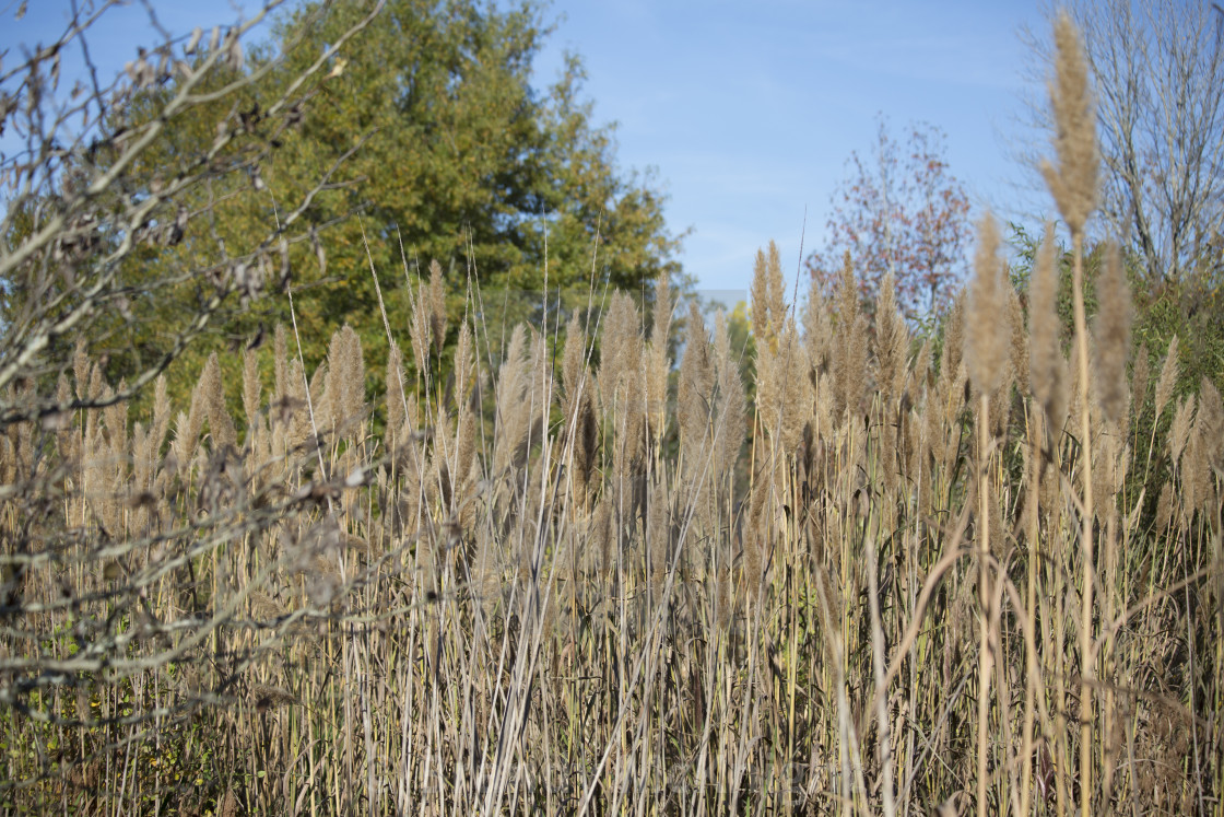 Water Reeds License Download Or Print For 31 00 Photos Picfair