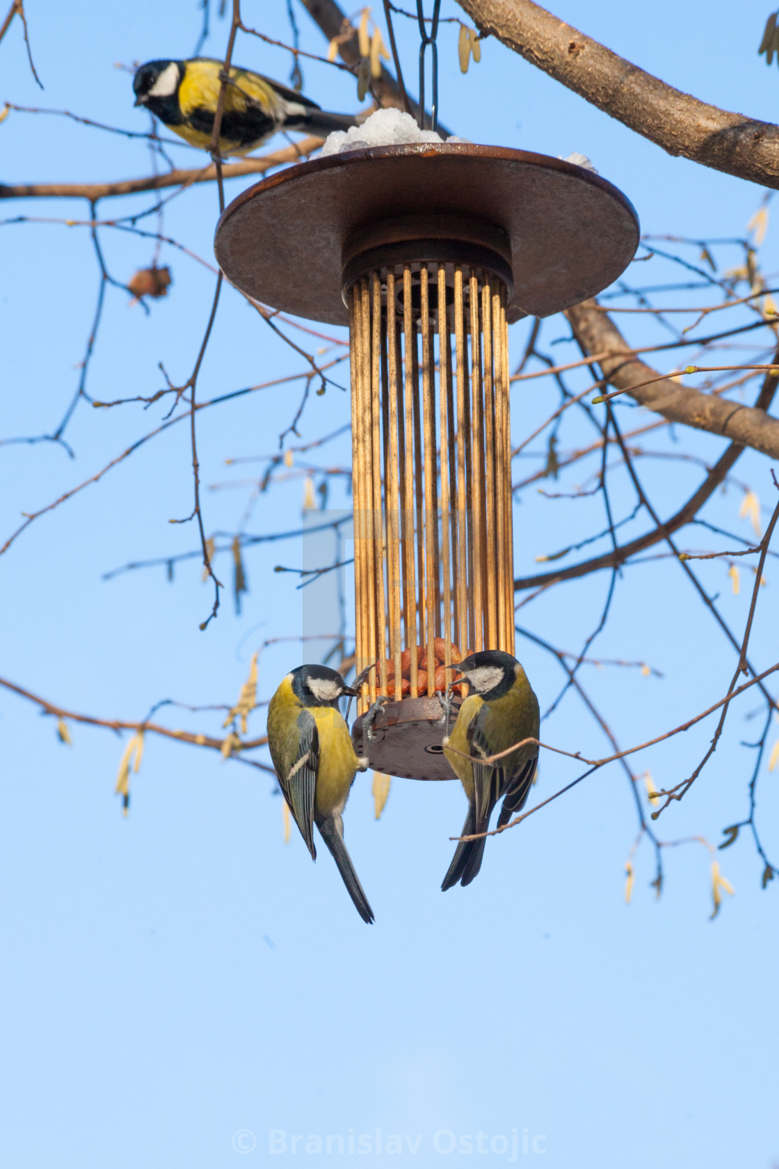 Great Tits On Bird Feeder On Tree Winter Time License Download