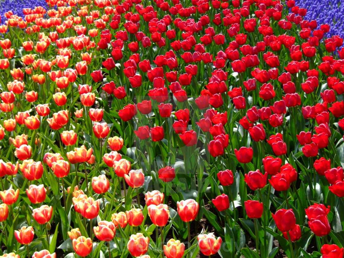 "Keukenhof" stock image