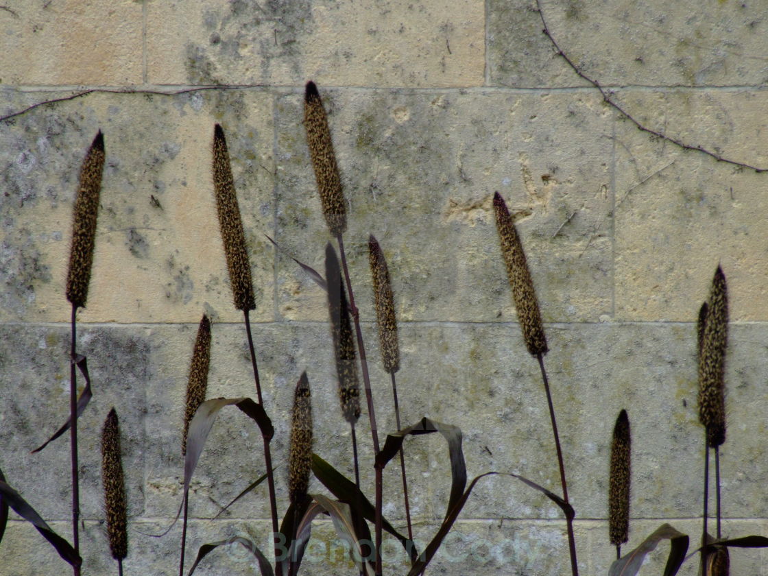 "Reeds" stock image