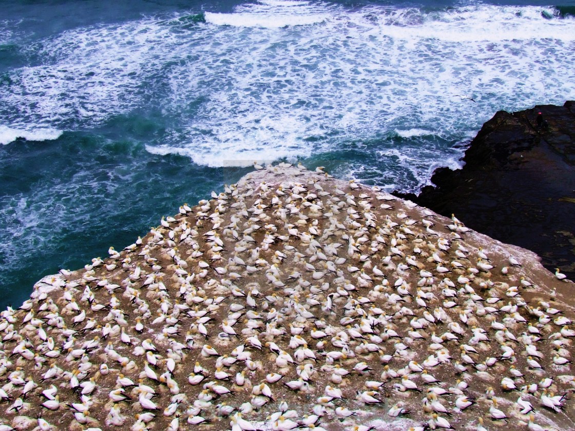 "Muriwai Gannets" stock image