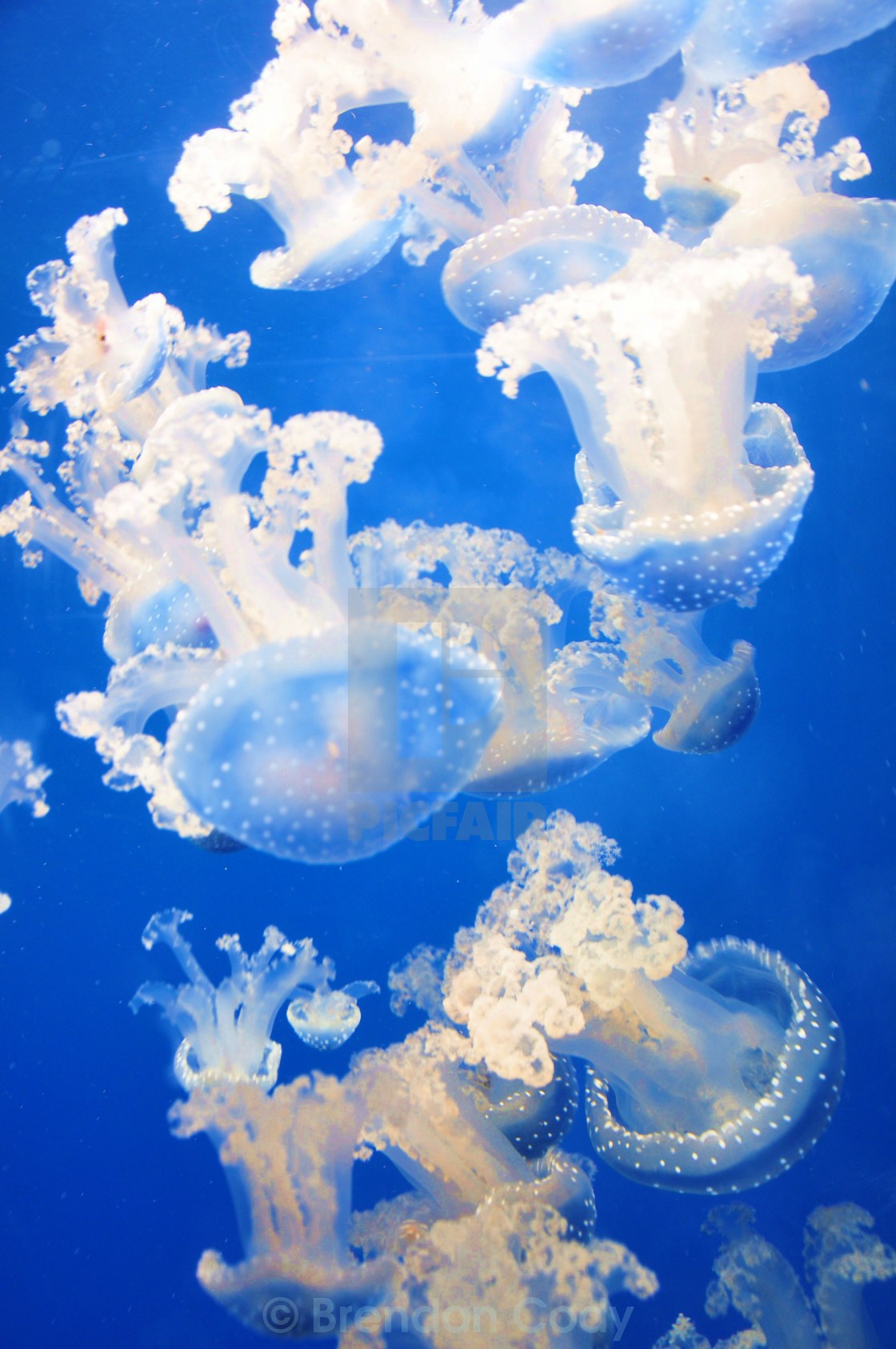 "Jellyfish" stock image