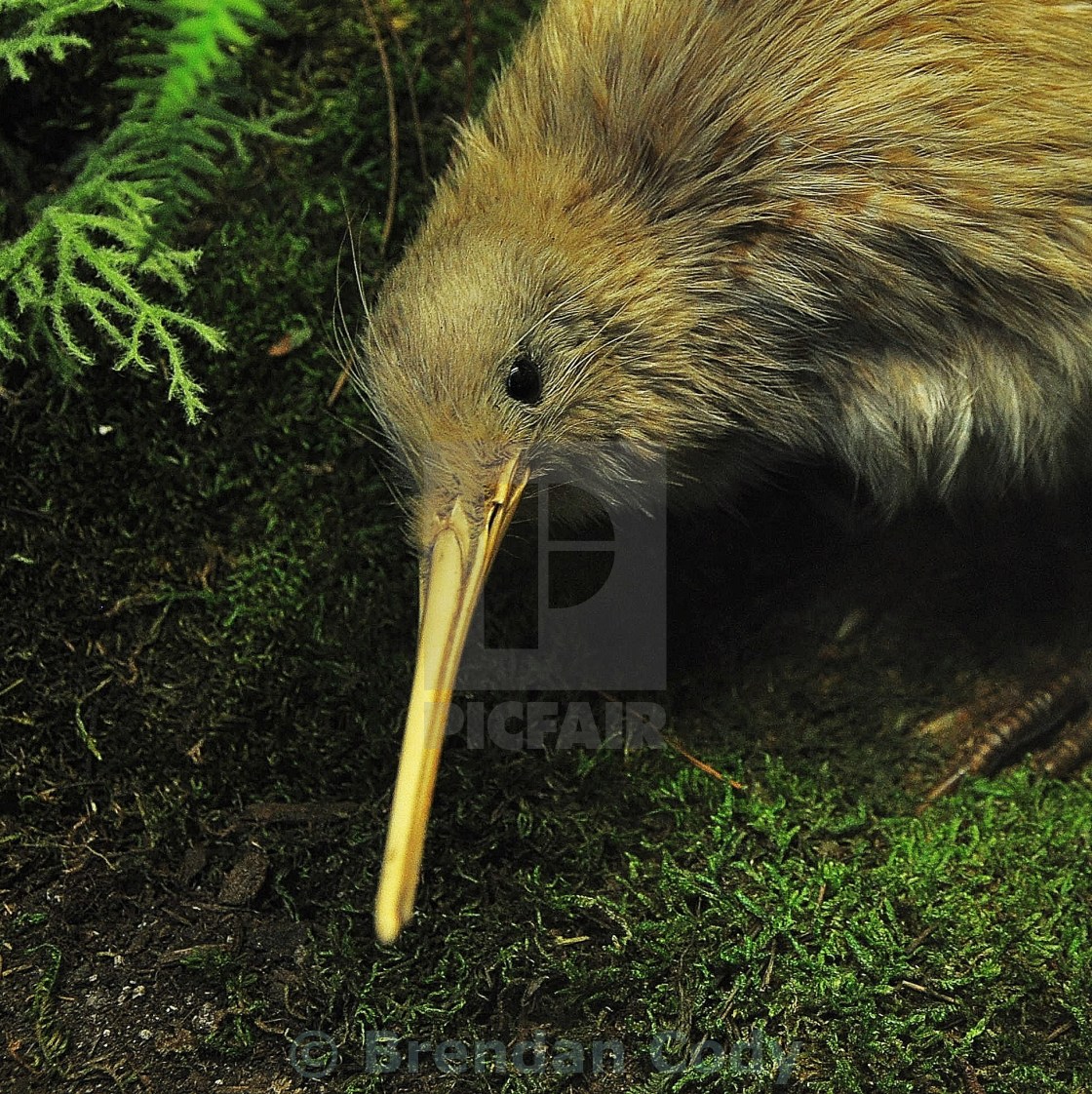 Kiwi - License, download or print for £ | Photos | Picfair Kiwi - License, download or print for £ | Photos | Picfair