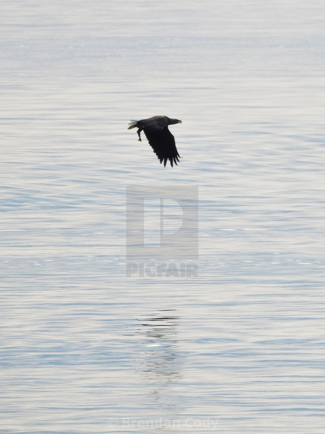 "Norwegian Eagle in flight" stock image