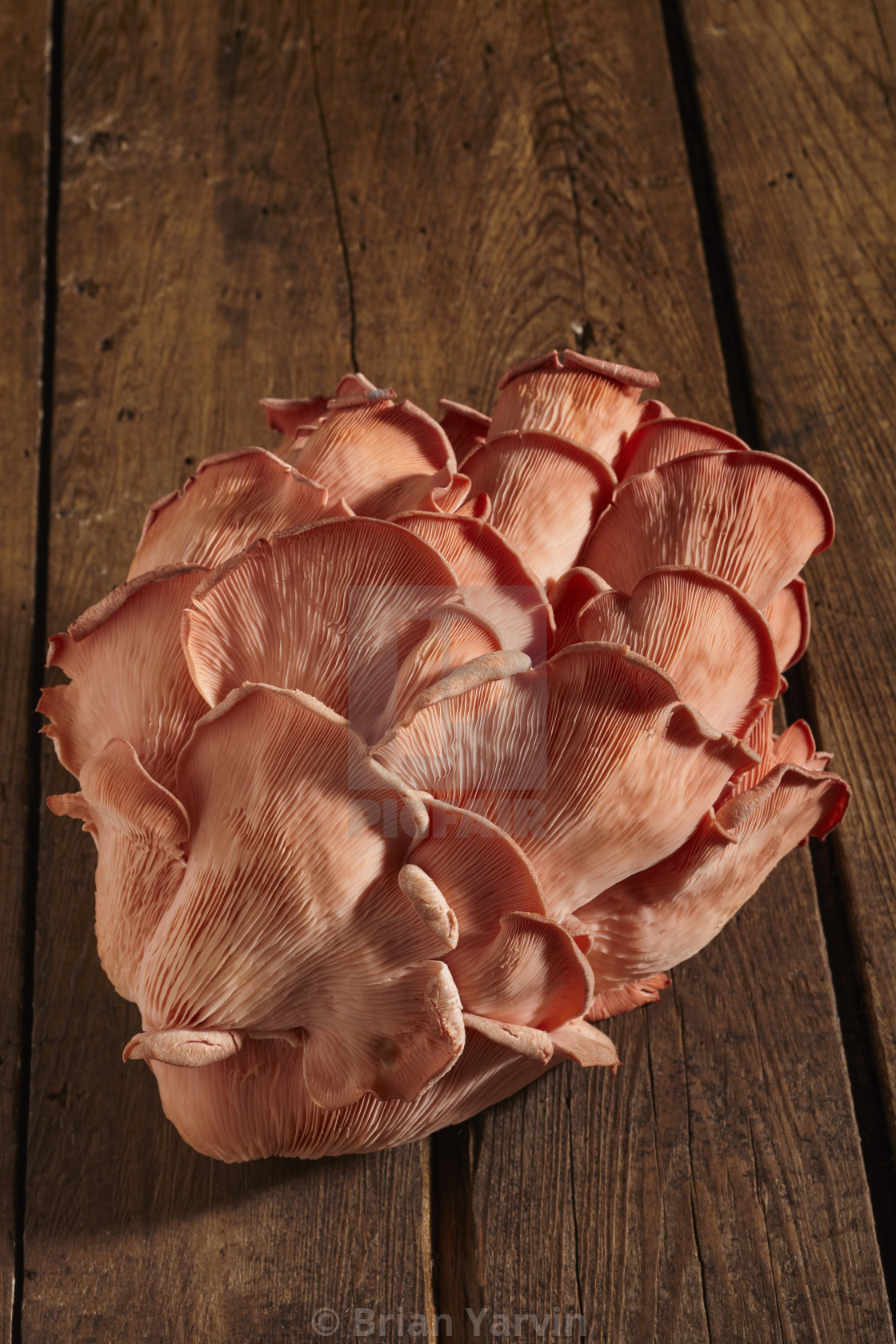 Fresh Raw Pink Oyster Mushrooms Grown By Primordia Farm In Pennsylvania Usa License Download Or Print For 10 00 Photos Picfair