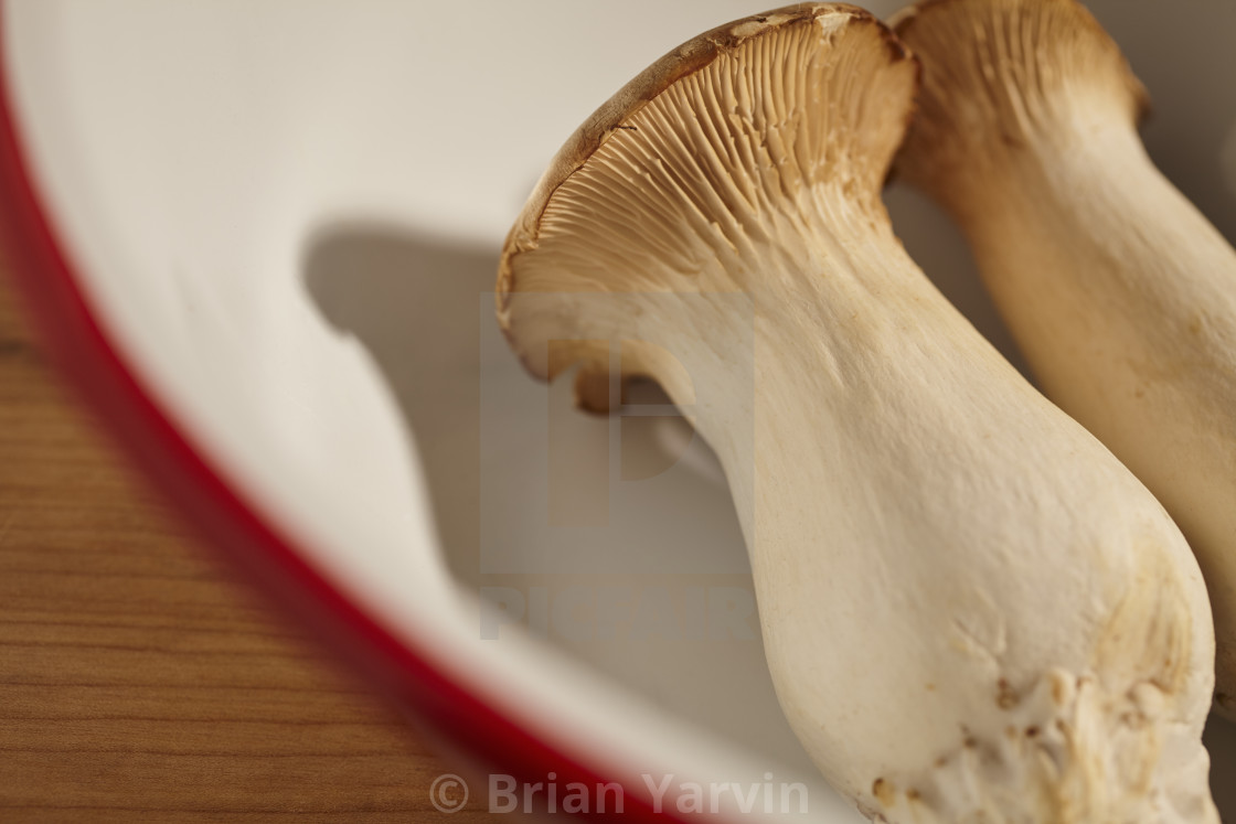 Raw Fresh King Oyster Mushroom S Grown In Pennsylvania Usa License Download Or Print For 12 40 Photos Picfair