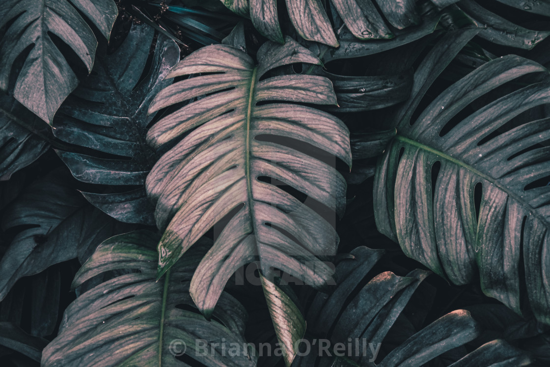 "A bed of leafs" stock image