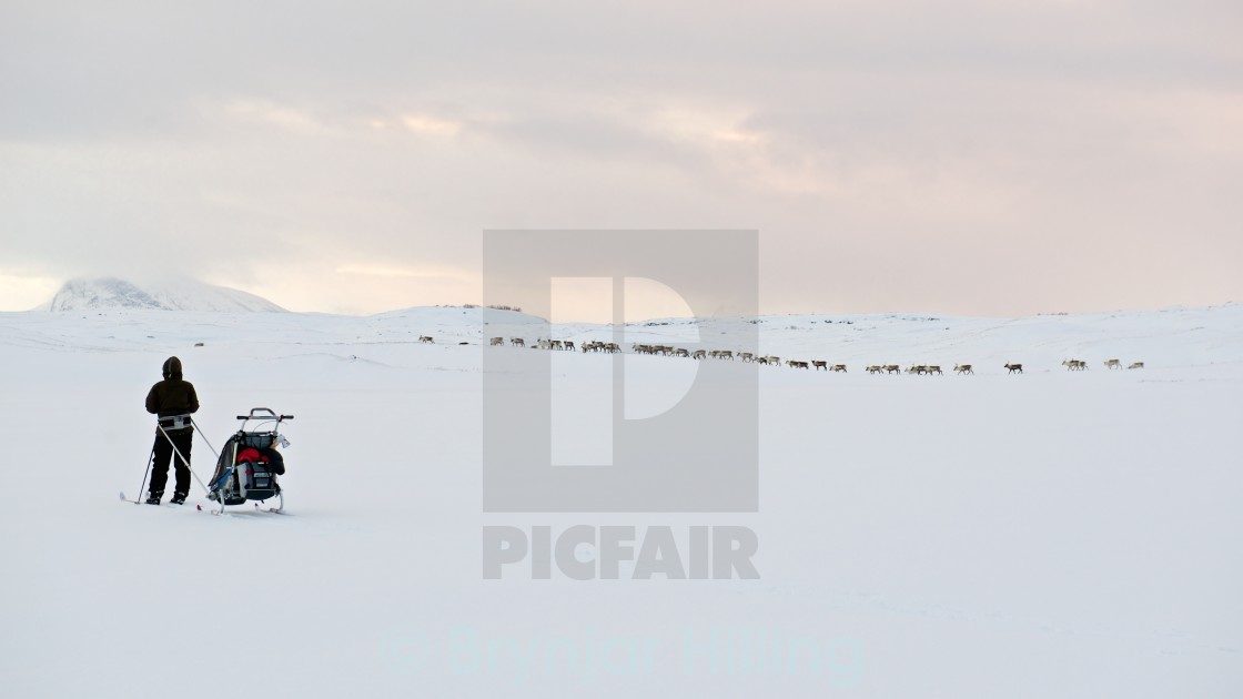 "Skiing with reindeers" stock image