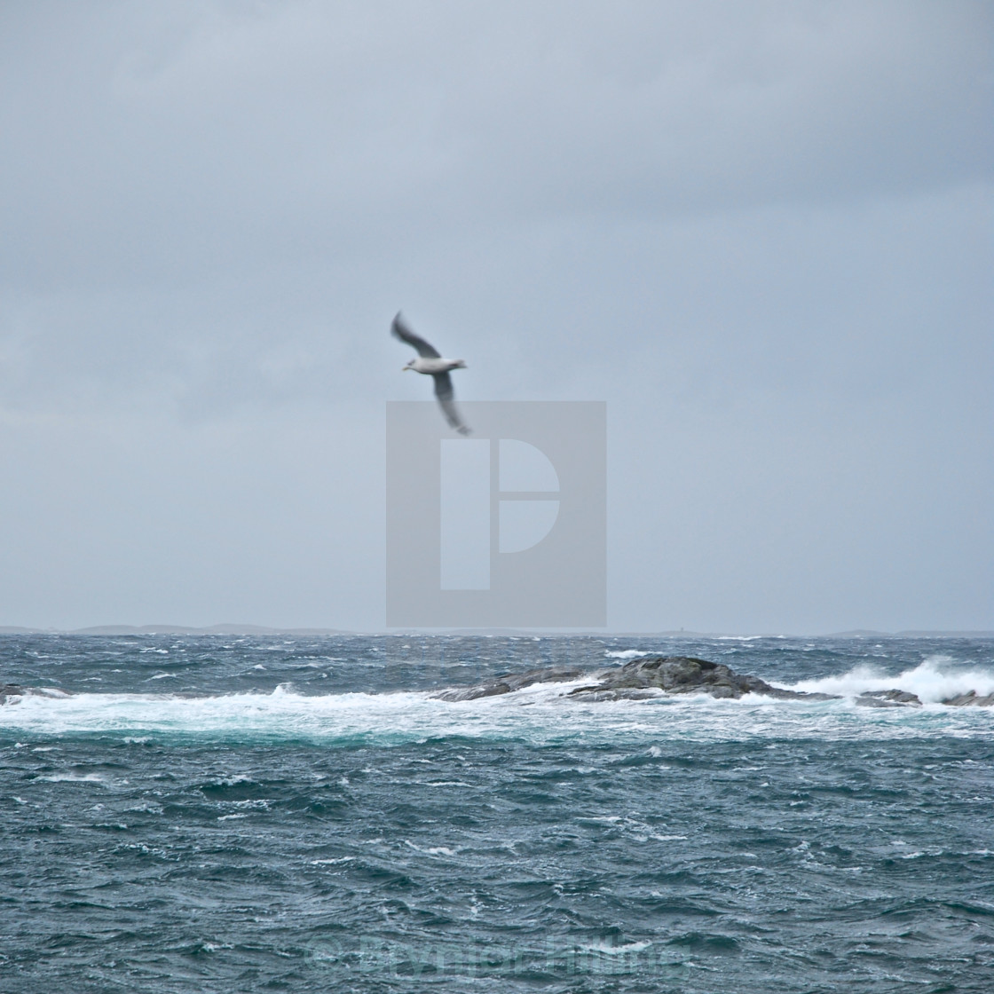 "Seagull over stormy sea" stock image
