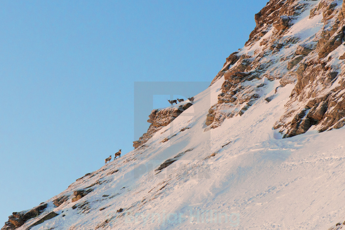 "Reindeer in the mountains" stock image