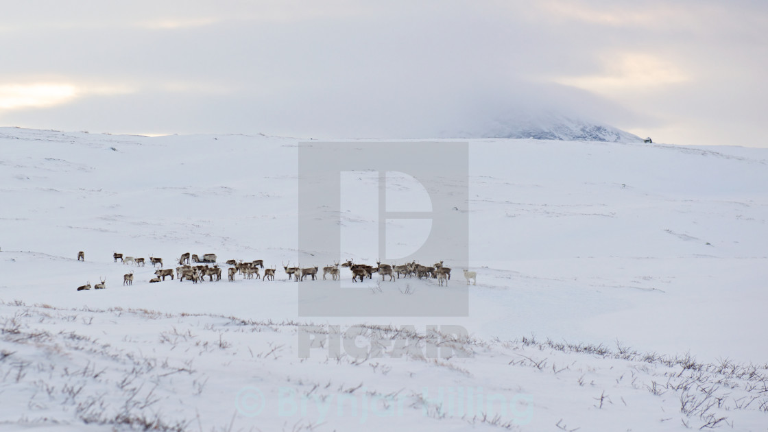 "Reindeer in the snow" stock image