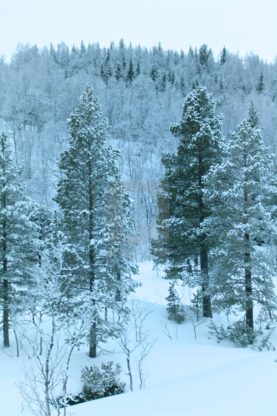 "snowcovered threes" stock image