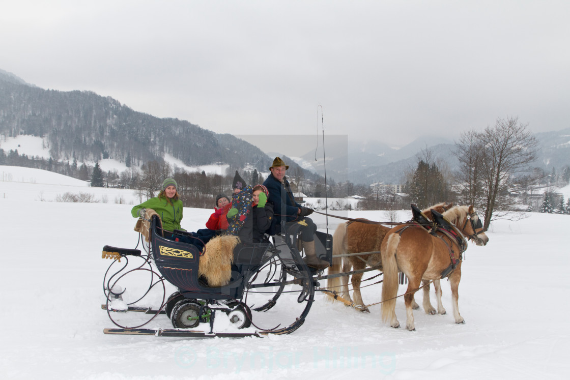 "horsesledge in snow" stock image