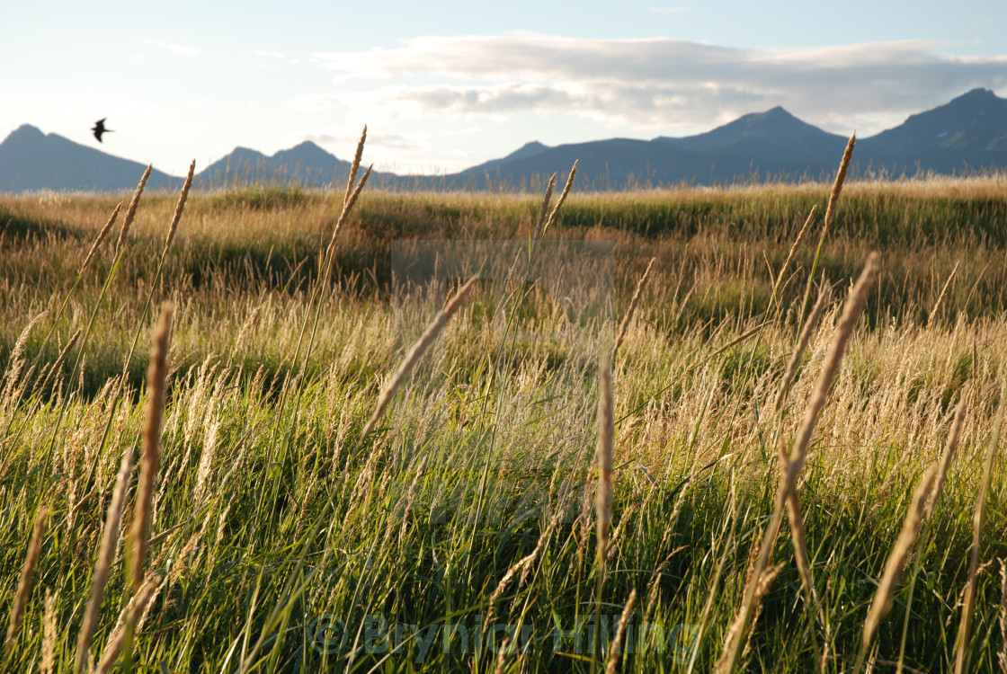 "Field with mountains in the background" stock image