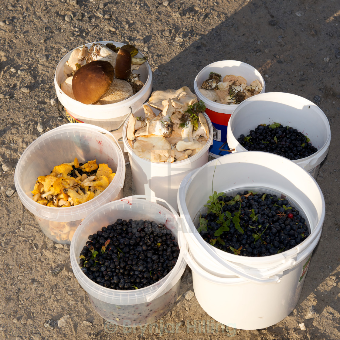 "berries and mushrooms" stock image